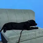 كلب عمر 4 شهور للبيع