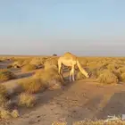 بكره هجن