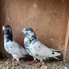 حمام باكستاني