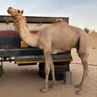 قعود اصيل طابع شرط سنه حق