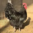 دجاج استرالوب جروم سوبر جامبو ماشاءالله