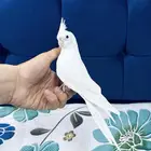 طير كروان البينو