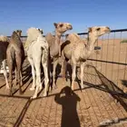 قعدان للبيع