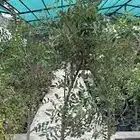 شتلات اللبان العماني