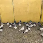 حمام باكستاني