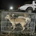 كلاب للتبني