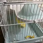 السلام عليكم ورحمه الله وبركاته اعرض لكم قفص هامستر للبيع