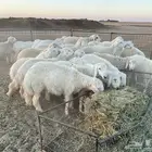 للبيع بهم حري