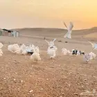 حمام رقاص