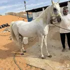 للبيع فرس شعبيه لقاح ثقيل