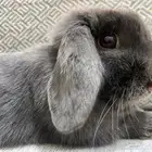 ارنب هولندلب انثى منتجه