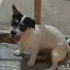 كلب قزم للتبني