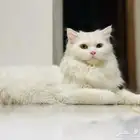 قط للتبني مطعم معا جميع اغراض