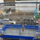 عصافير وسلاحف