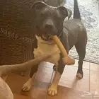 مكس امريكان بولي وبيتبول