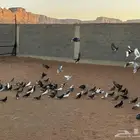 حمام قطيفي جمله وتفريد