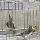 زوج كرونات او كوكتيل عمرهم اسنتين ونص سبق لهم الانتاج