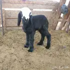 رخل نجديه