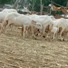 يوجد لدينا ضان رفيديات قرايب موالدات العدد 200 التبع 46