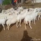 ضان رفيديات قرايب مرح واحد العدد 50 دفيع يولد السوم 780