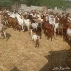 يوجد لدينا غنم دهم مرح واحد العدد 95 التبع 17