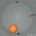 شركه تنظيف بالدمام منازل شقق خزانات كنب سجاد مكافحه الحشرات
