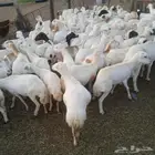 يوجد لدينا ضان رفيديات قرايب موالدات مرح واحد