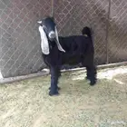 تيس عارضي