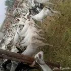 يوجد لدينا غنم مرح واحد العدد 80
