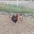 دجاج بلدي محضن وديك ضرب حار ونقبل بتديل ارانب