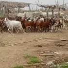 يوجد لدينا ماعز مرح واحد