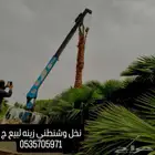 نخل واشنطني زينه