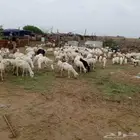 يوجد لدينا ضان رفيديات مواليد العدد 150