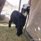 خروف نجدي