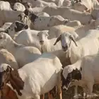 ضان رفيديات قرايب مرح واحد جوم طيبه صحتها طيبه وسنها طيبه