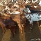 يوجد لدينا غنم دهم