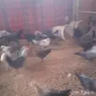 فراريج من شهرين الى شهرين و نص