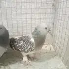 للبيع اناثي اتراك