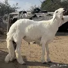فحل للبيع