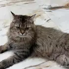 قطة للتبني