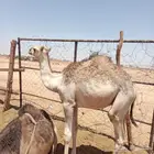 قعدان