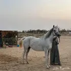 للبيع فرس شعبيه ومهر