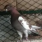 ذكر شاينيز صيني