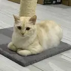 قطه معقمه و مطعمه للتبني