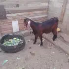 تيس جذع فل شحم مقفل