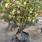 حمضيات للبيع