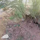 فراخه وفسايل طيبه