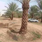مقاول نخيل الرياض الجله تبارك ساجر المزاحميه. ضرما ثادق الخ