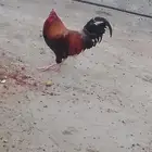 ديك بلدي