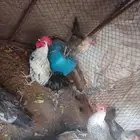دجاج للبيع فيومي العدد 4